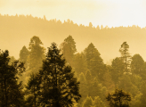 Forest Mexico